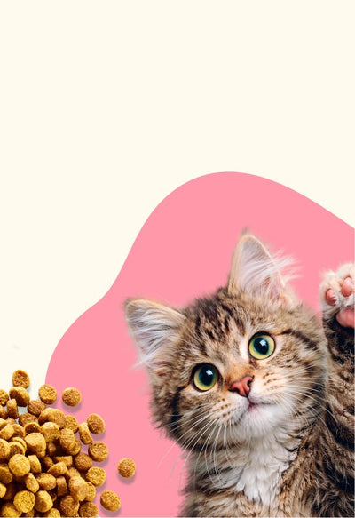 Kitten kibble